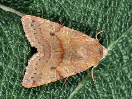 Attēlu rezultāti vaicājumam “Agrochola helvola”