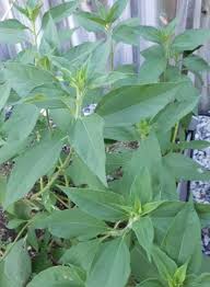 Attēlu rezultāti vaicājumam “Helianthus tuberosus leaf”