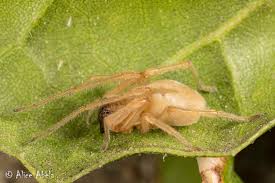 Attēlu rezultāti vaicājumam “Cheiracanthium sp.”