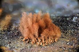 Attēlu rezultāti vaicājumam “Arcyria incarnata macro”