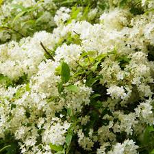 Attēlu rezultāti vaicājumam “Philadelphus lemoinei”