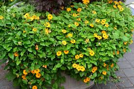 Image result for Thunbergia alata