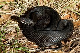 Attēlu rezultāti vaicājumam “Vipera berus”