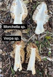 Attēlu rezultāti vaicājumam “Morchella sp.”