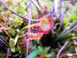 Attēlu rezultāti vaicājumam “Droseraceae”