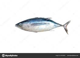 Image result for Thunnus alalunga