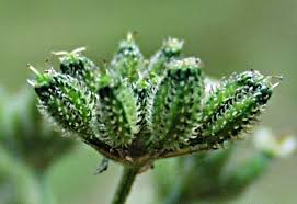 Attēlu rezultāti vaicājumam “Torilis japonica leaf”