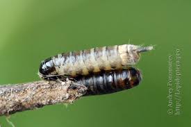 Attēlu rezultāti vaicājumam “Taleporia tubulosa”