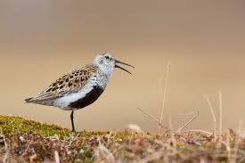Attēlu rezultāti vaicājumam “Calidris”