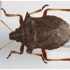 Attēlu rezultāti vaicājumam “Picromerus bidens”