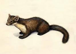 Attēlu rezultāti vaicājumam “Martes martes”