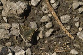 Attēlu rezultāti vaicājumam “Pyrgus serratulae”