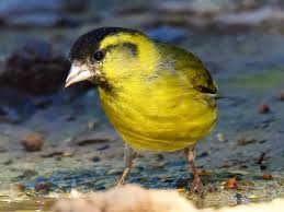 Attēlu rezultāti vaicājumam “Carduelis spinus male”