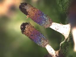 Attēlu rezultāti vaicājumam “Diachea leucopodia macro”