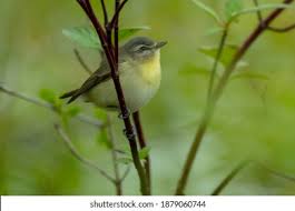 Image result for Vireo philadelphicus