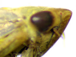 Attēlu rezultāti vaicājumam “Rhopalus maculatus imago”