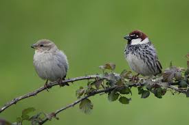 Image result for Passer hispaniolensis