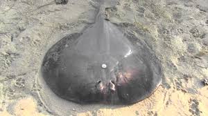 Image result for Tetronarce nobiliana