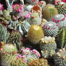 Image result for Cactaceae