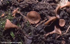 Attēlu rezultāti vaicājumam “Myriosclerotinia scirpicola”