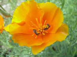 Attēlu rezultāti vaicājumam “Eschscholzia californica flower”