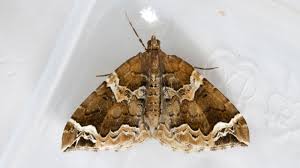 Attēlu rezultāti vaicājumam “Eulithis prunata”