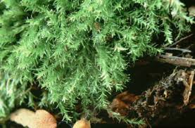 Attēlu rezultāti vaicājumam “Plagiothecium latebricola macro”