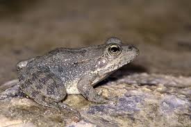 Attēlu rezultāti vaicājumam “Ranidae”