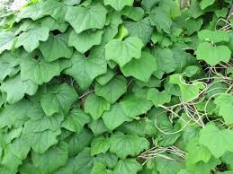 Attēlu rezultāti vaicājumam “Menispermum dauricum leaf”