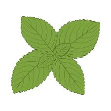 Attēlu rezultāti vaicājumam “Melissa officinalis leaf”