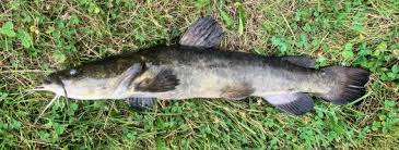 Image result for Pylodictis olivaris