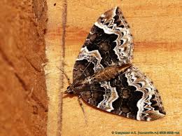 Attēlu rezultāti vaicājumam “Eulithis pyropata”