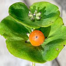 Attēlu rezultāti vaicājumam “Lonicera caprifolium fruit”