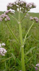 Image result for Valeriana officinalis