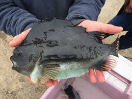 Image result for Cyclopterus lumpus