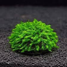 Attēlu rezultāti vaicājumam “Fissidens bryoides sporophyte”