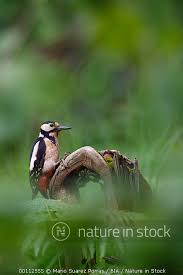 Attēlu rezultāti vaicājumam “Dendrocopos major male”