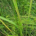 Attēlu rezultāti vaicājumam “Sparganium erectum aggr. leaf”