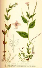Attēlu rezultāti vaicājumam “Epilobium montanum flower”