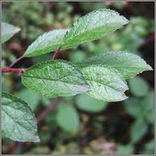 Attēlu rezultāti vaicājumam “Prunus spinosa leaf”