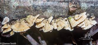 Attēlu rezultāti vaicājumam “Steccherinum ochraceum”