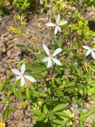Attēlu rezultāti vaicājumam “Gillenia trifoliata flower”