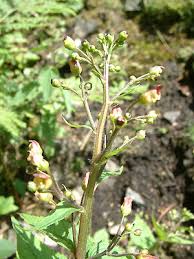 Attēlu rezultāti vaicājumam “Scrophularia nodosa leaf”