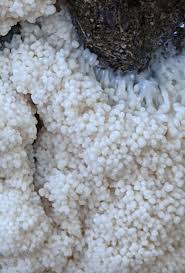 Attēlu rezultāti vaicājumam “Stemonitopsis hyperopta stalked”