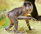 1 день осени - # .zoo babies