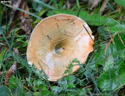 Attēlu rezultāti vaicājumam “Lactarius deterrimus”