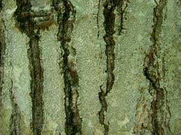 Attēlu rezultāti vaicājumam “Graphis scripta”