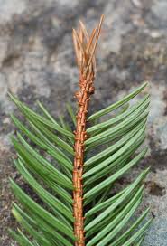 Attēlu rezultāti vaicājumam “Argyresthiidae”