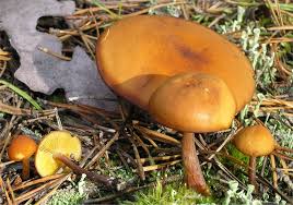 Attēlu rezultāti vaicājumam “Gymnopilus picreus”