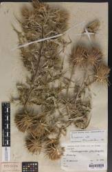 Image result for Ptilostemon afer